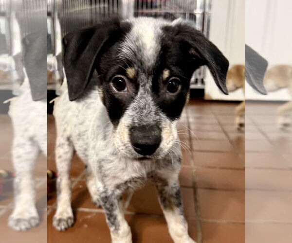 Medium Photo #2 Labrador Retriever-Unknown Mix Puppy For Sale in Jefferson, NJ, USA