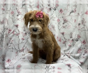 Miniature Labradoodle Puppy for sale in LAKELAND, FL, USA