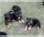Small #3 German Shepherd Dog