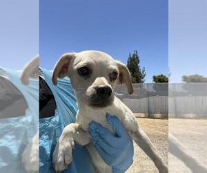 Chihuahua Dogs for adoption in Bakersfield, CA, USA