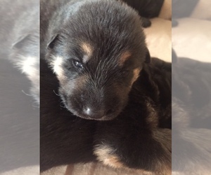 German Shepherd Dog Puppy for sale in ALDER, WA, USA