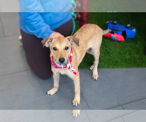 June - playful girl - Female Jack Russell Terrier-Unknown Mix Dog for Adoption - Photo #4