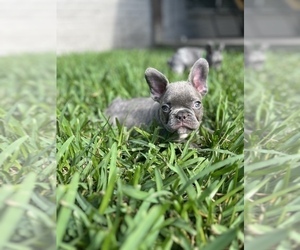 Medium French Bulldog