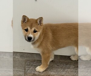 Shiba Inu Puppy for sale in INDIANAPOLIS, IN, USA
