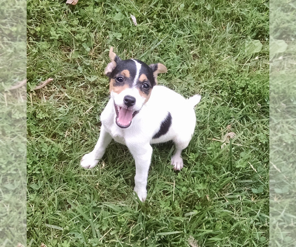 Medium Photo #1 Jack Russell Terrier Puppy For Sale in LIBERTY, KY, USA