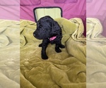 Small Photo #33 Poodle (Standard) Puppy For Sale in LEXINGTON, SC, USA