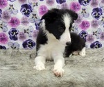 Small Photo #5 Border Collie Puppy For Sale in BLAKESBURG, IA, USA