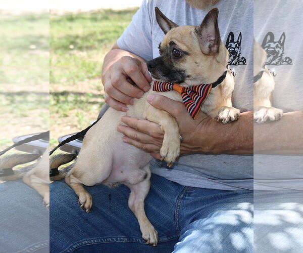 Medium Photo #4 Chug Puppy For Sale in Bandera, TX, USA