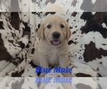 Small #2 Golden Retriever