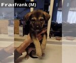 Small Photo #1 German Shepherd Dog-Unknown Mix Puppy For Sale in Oak Bluffs, MA, USA