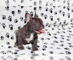 Small #4 French Bulldog