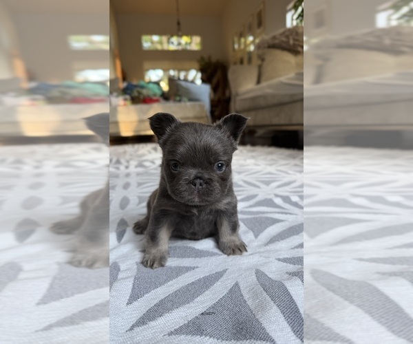 Medium Photo #2 French Bulldog Puppy For Sale in SACRAMENTO, CA, USA