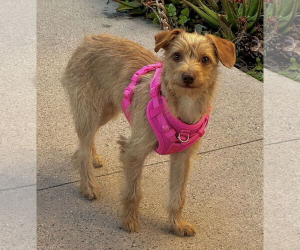 Medium Photo #1 Norfolk Terrier-Poodle (Miniature) Mix Puppy For Sale in Newport Beach, CA, USA