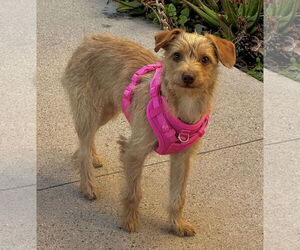 Norfolk Terrier-Poodle (Miniature) Mix Dogs for adoption in Newport Beach, CA, USA