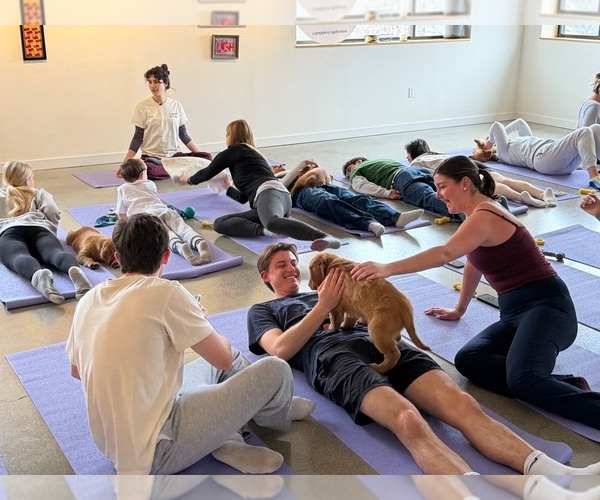 Medium Photo #20 Golden Retriever Puppy For Sale in WOODSTOCK, CT, USA