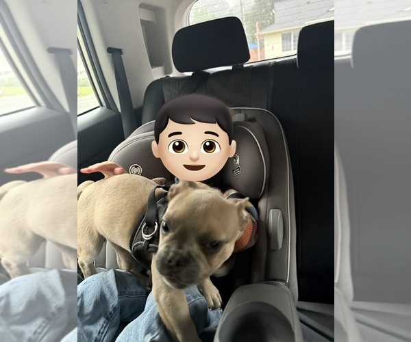 Medium Photo #5 French Bulldog Puppy For Sale in LEBANON, OR, USA