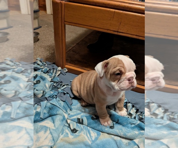 Medium Photo #16 English Bulldog Puppy For Sale in WHITELAND, IN, USA