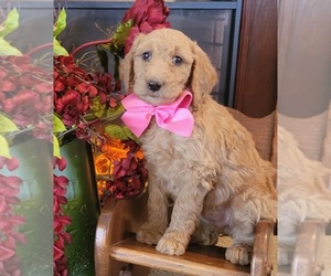 Medium Goldendoodle mix (+ Poodle Standard)