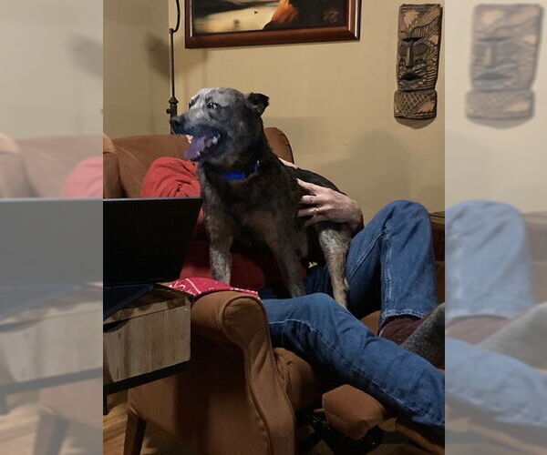 Medium Photo #2 Mutt Puppy For Sale in Garden City, NY, USA