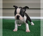 Small Photo #13 Boston Terrier Puppy For Sale in MACON, GA, USA