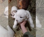 Small Photo #8 Great Pyrenees Puppy For Sale in RONAN, MT, USA