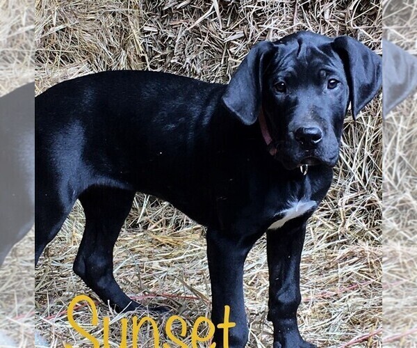 Medium Photo #6 Great Dane Puppy For Sale in YELLVILLE, AR, USA