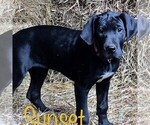 Small Photo #6 Great Dane Puppy For Sale in YELLVILLE, AR, USA