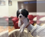 Small #2 Cavalier King Charles Spaniel