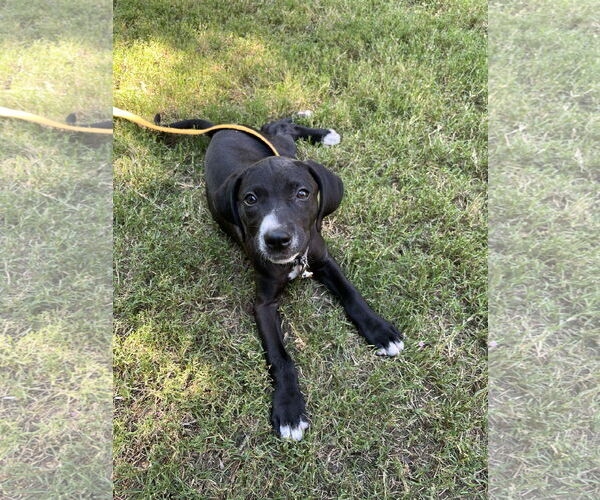Medium Photo #2 Mutt Puppy For Sale in Sheboygan, WI, USA