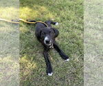 Small #1 Mutt
