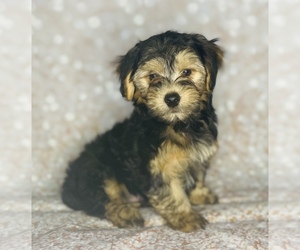 Morkie Puppy for sale in CINCINNATI, OH, USA
