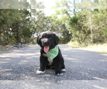 Small Photo #2 Great Pyrenees-Newfoundland Mix Puppy For Sale in SPRING BRANCH, TX, USA