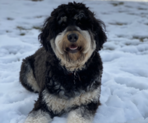 Bernedoodle Puppy for sale in BERRYVILLE, VA, USA