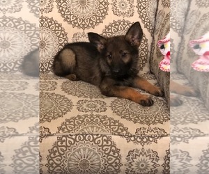 German Shepherd Dog Puppy for sale in WISTER, OK, USA