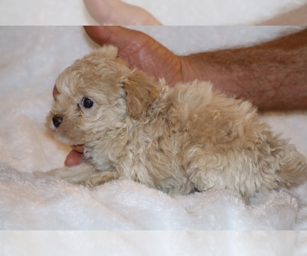Medium Photo #15 Poodle (Toy) Puppy For Sale in DYERSBURG, TN, USA