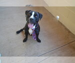 Small American Pit Bull Terrier Mix