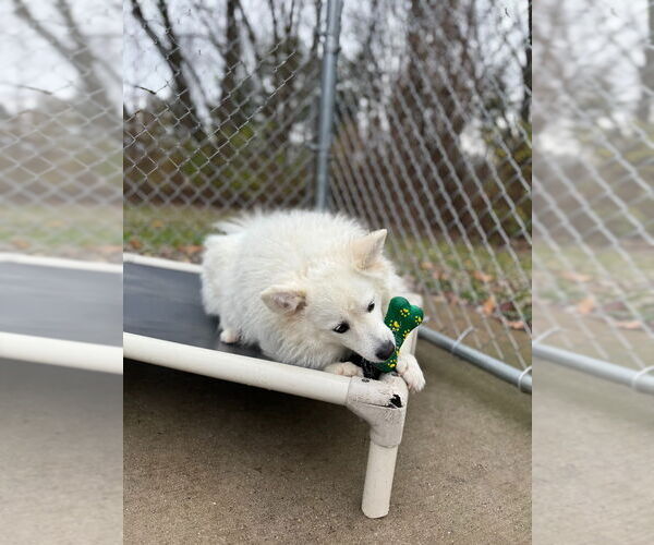 Medium Photo #4 Pomeranian-Unknown Mix Puppy For Sale in Muskegon, MI, USA