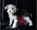 Small #6 Morkie