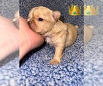 Puppy Puppy 1 French Bulldog