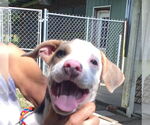 Small #3 Mutt