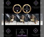 Small #2 Dachshund