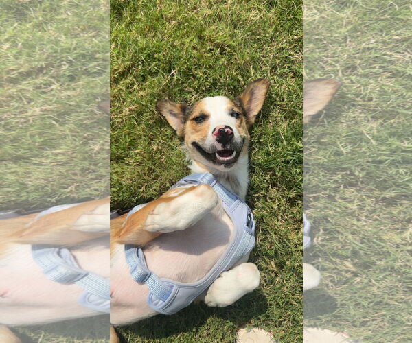 Medium Photo #2 Border Collie-Unknown Mix Puppy For Sale in Dallas, TX, USA