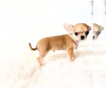 Small #2 Chihuahua