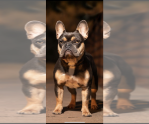Father of the French Bulldog puppies born on 09/19/2022