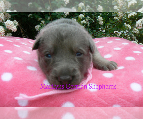 Medium Photo #4 German Shepherd Dog Puppy For Sale in PIEDMONT, MO, USA