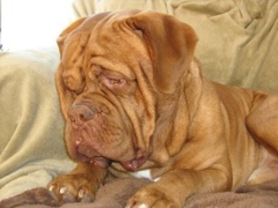 Father of the Dogue de Bordeaux puppies born on 01/14/2017
