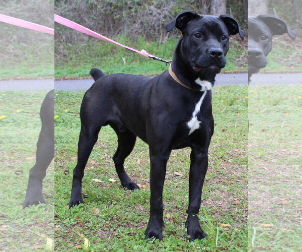 Medium Photo #2 Boxer-Unknown Mix Puppy For Sale in Prattville, AL, USA