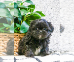Small Photo #5 Shih Tzu Puppy For Sale in SYRACUSE, IN, USA