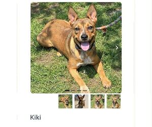 Mutt Dogs for adoption in Martinsburg, WV, USA