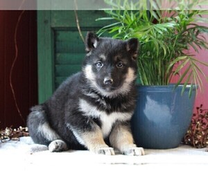 German Shepherd Dog-Siberian Husky Mix Puppy for sale in APPLE CREEK, OH, USA